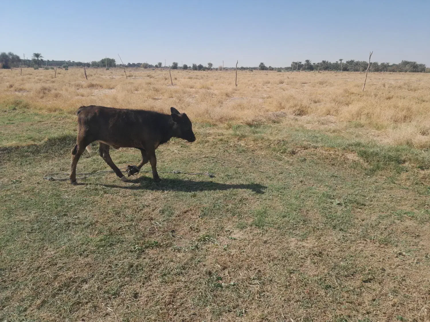 گاوبا گوساله|حیوانات مزرعه|دلگان, |دیوار