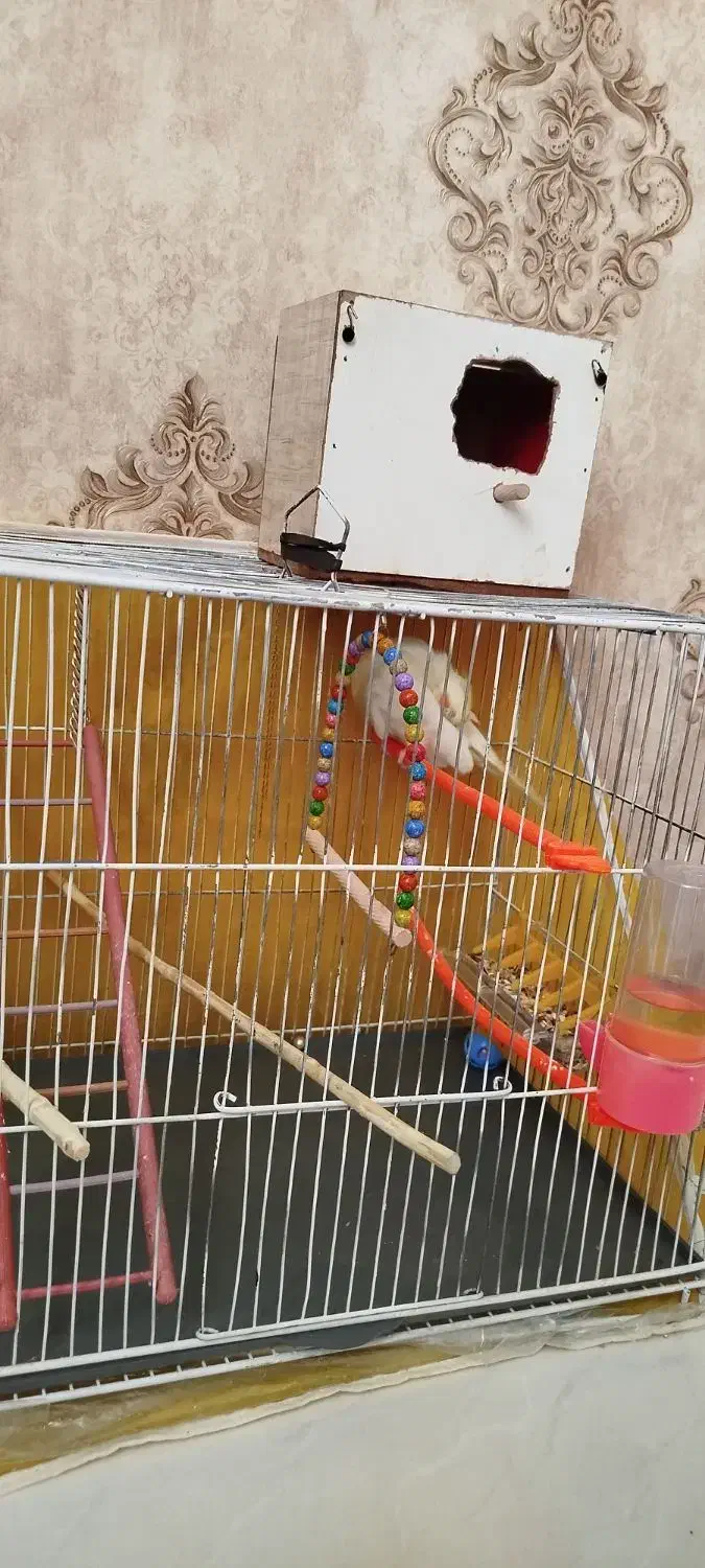 مرغ عشق با تمام لوازم|پرنده|مشهد, کوثر|دیوار