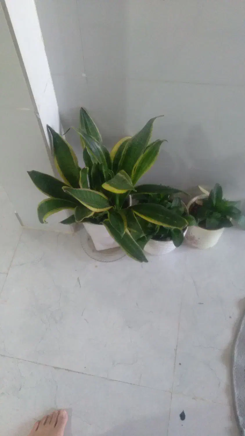 گل سانسوریا|گل و گیاه طبیعی|تهران, مشیریه|دیوار