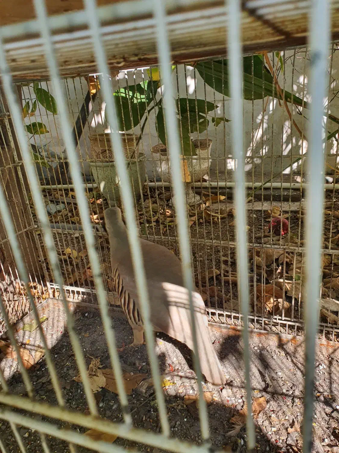 مرغ محلی|حیوانات مزرعه|دوگنبدان, |دیوار