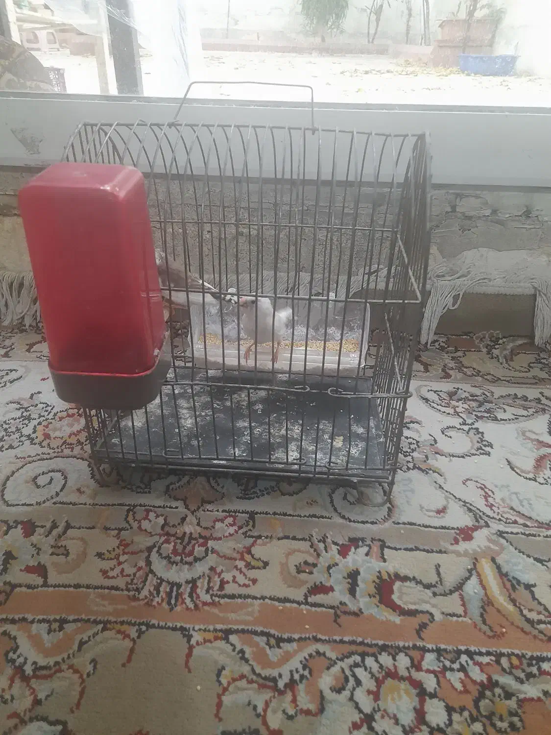 فنچ|پرنده|تهران, هفت حوض|دیوار