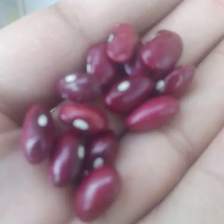 لوبیا|عمدهفروشی|درگزین, |دیوار