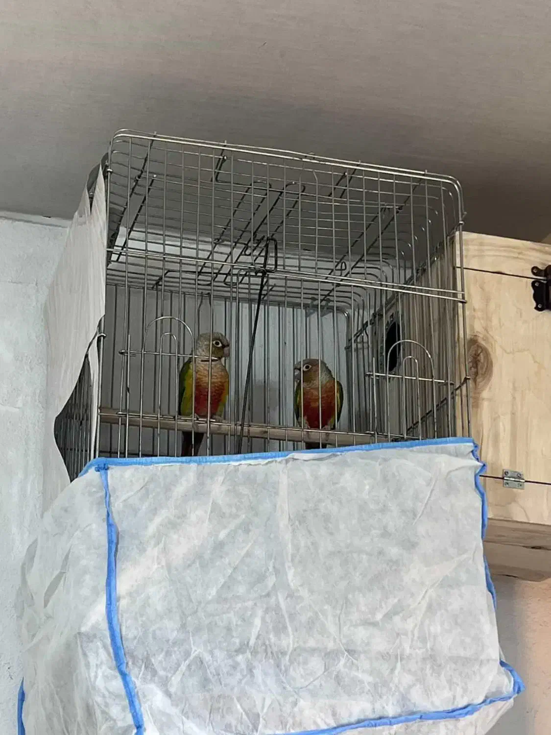 یک جفت گرینچیک|پرنده|نقده, |دیوار