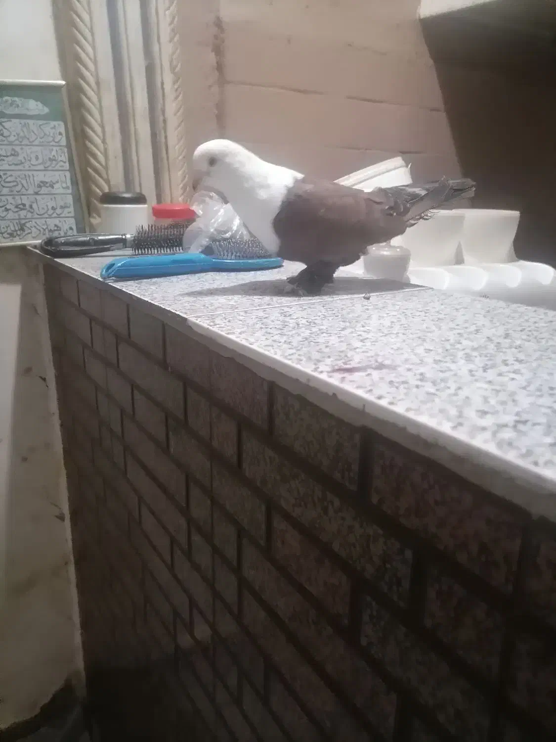 کبوتر|حیوانات|اهواز, کوی علوی|دیوار