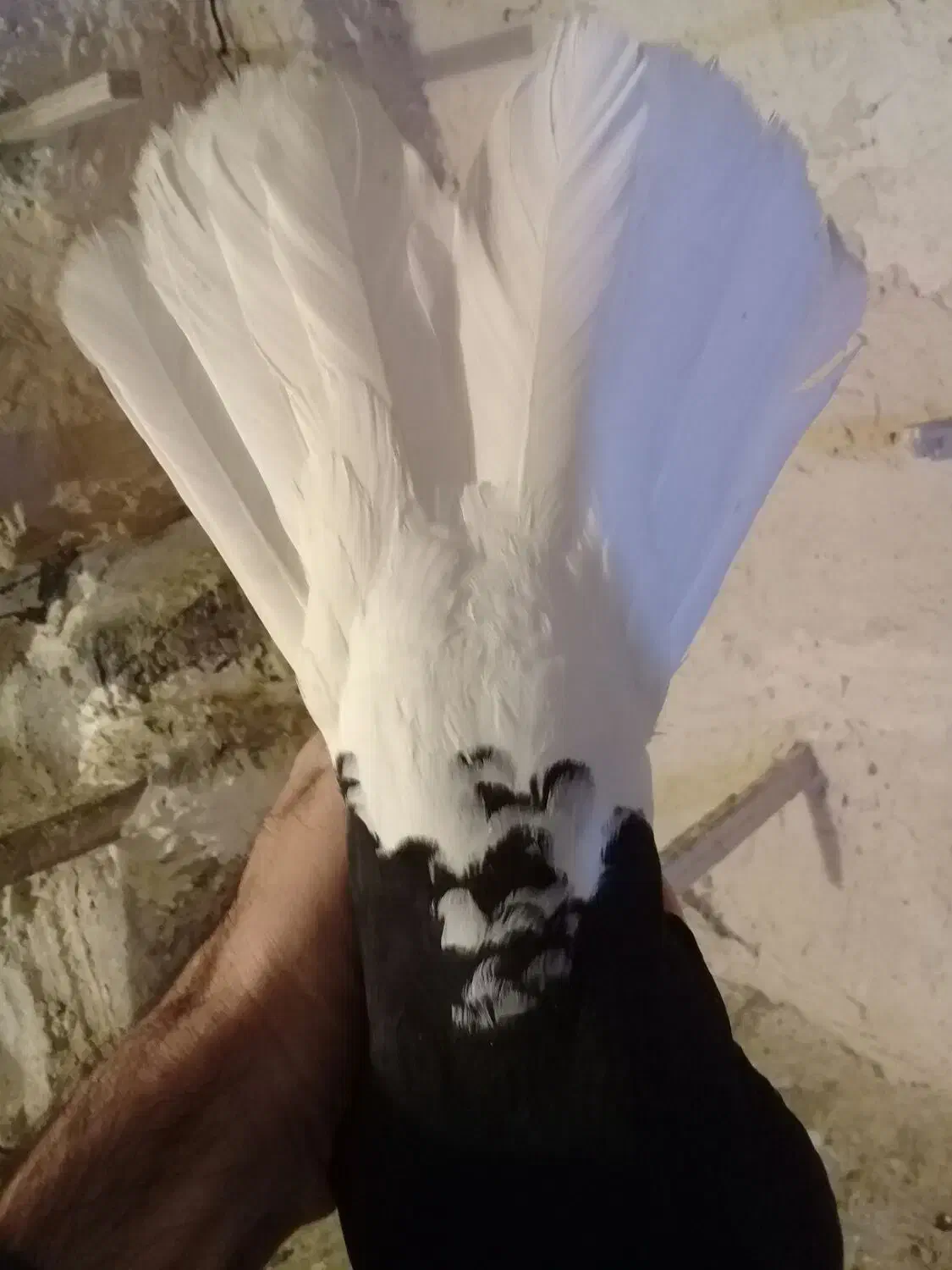 کبوتردمسفیدمادهبشرطتخمپرش|پرنده|الوند, |دیوار