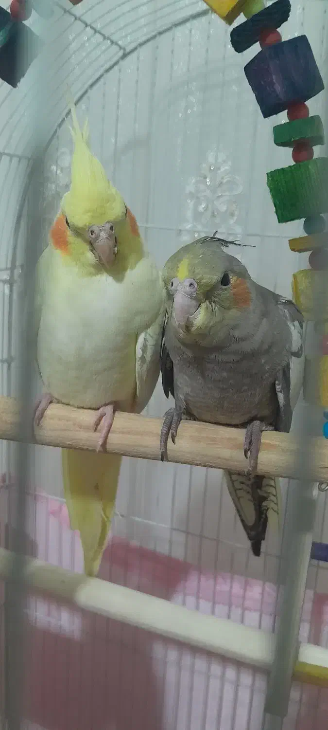 عروس هلندی|پرنده|محمدیه-قزوین, |دیوار