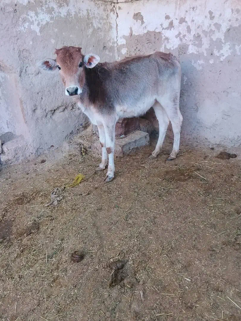 گوساله|حیوانات مزرعه|زابل, |دیوار