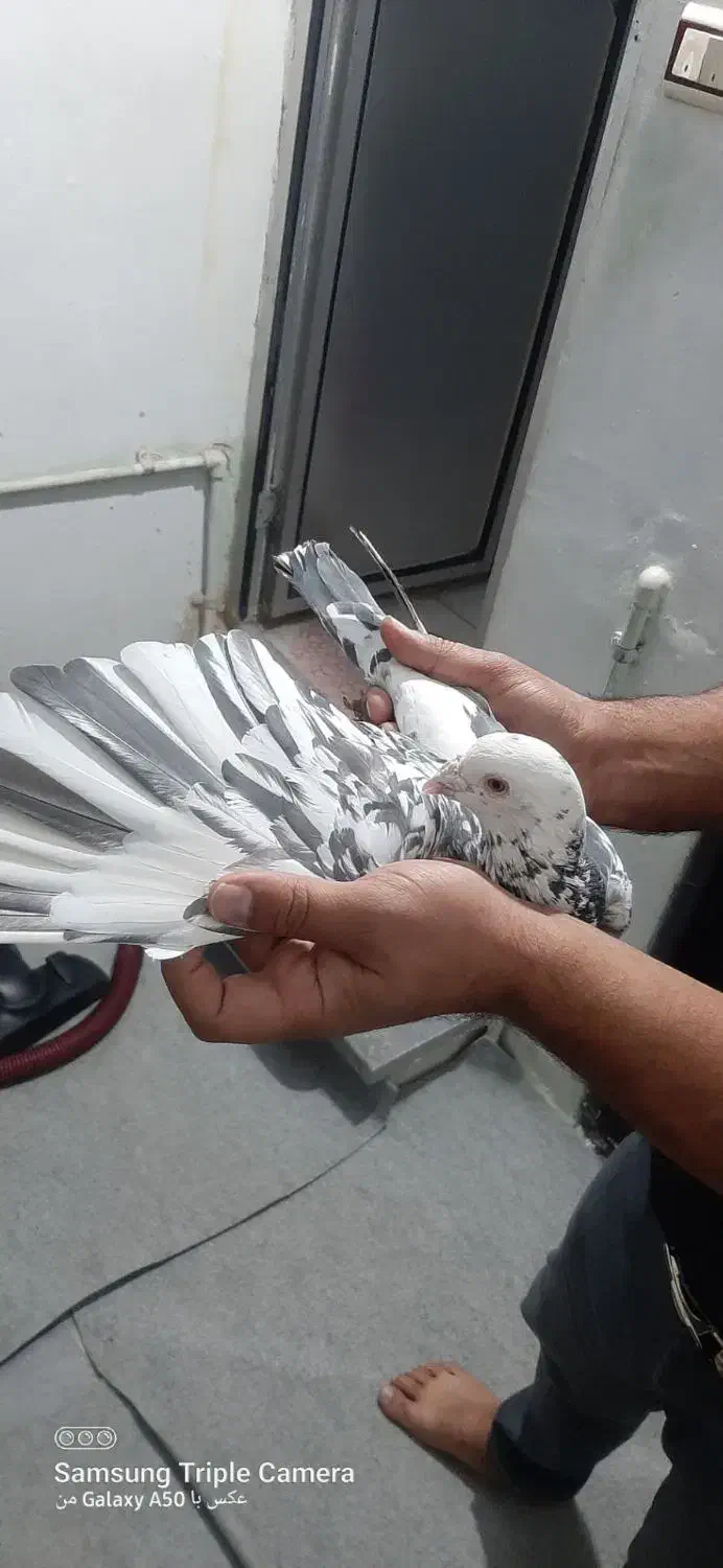 کفتر شهرستانی|پرنده|پاکدشت, حصار امیر|دیوار