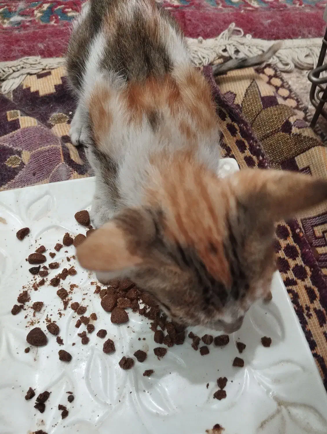 گربه محلی|گربه|بندرعباس, |دیوار