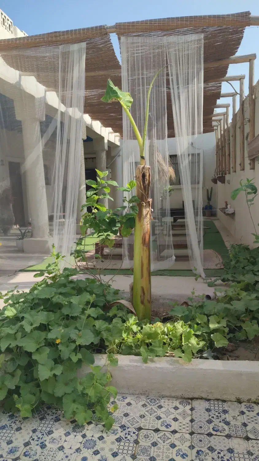 خانه دار و کمی آشپزی در بومگردی|استخدام سرایداری و نظافت|قشم, |دیوار