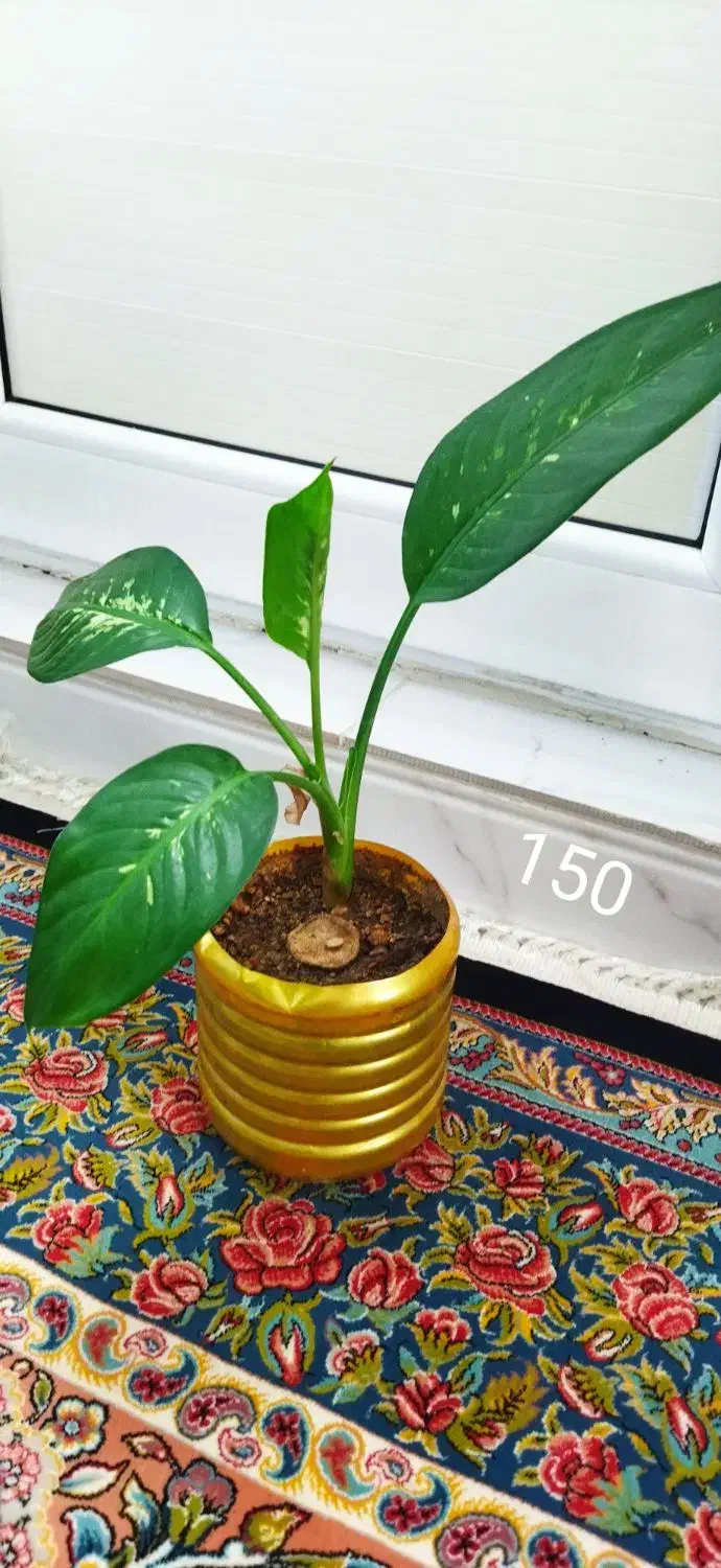 گل دیفن|گل و گیاه طبیعی|قروه, |دیوار