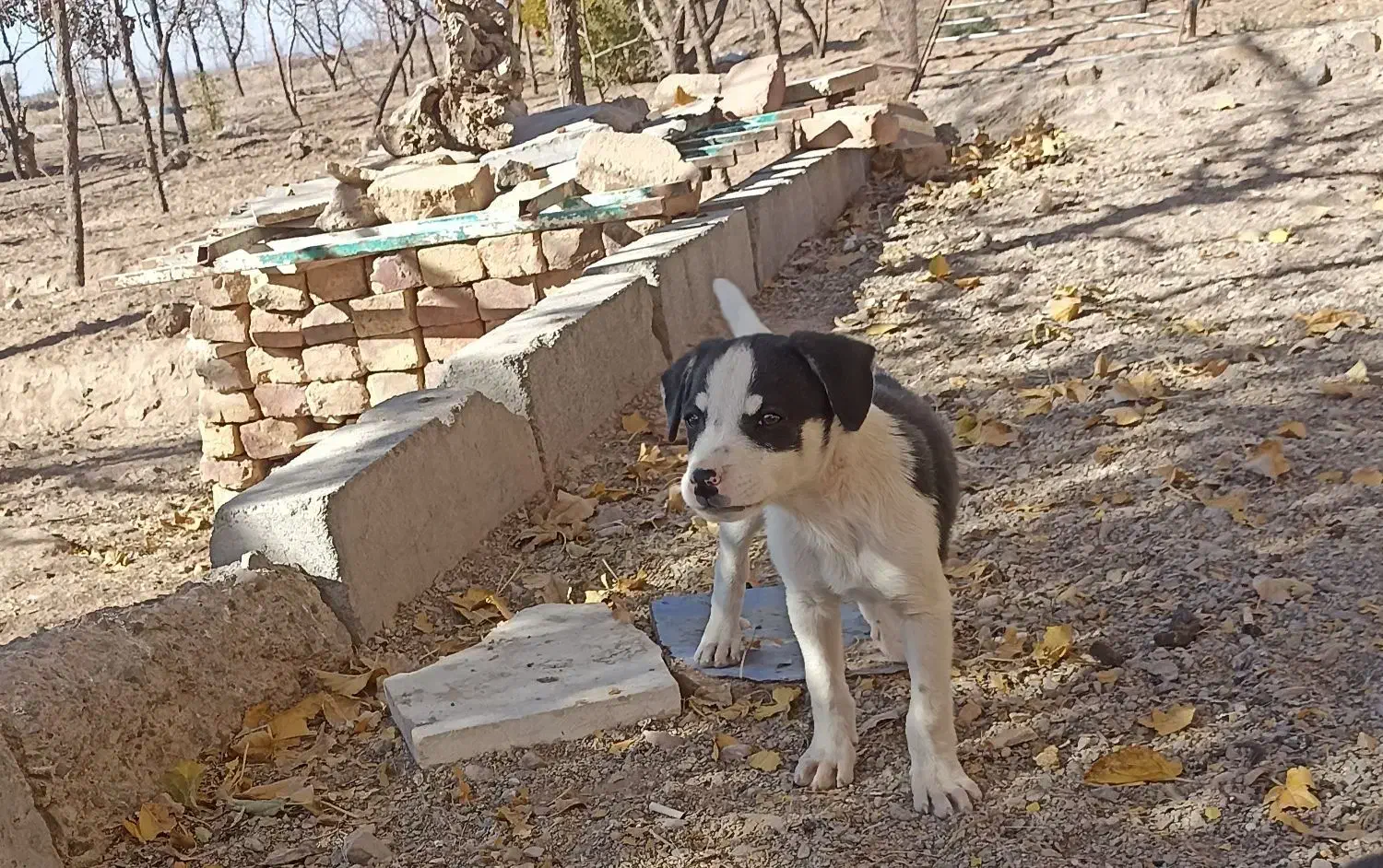 سگ پاکوتاه|سگ|بیرجند, |دیوار