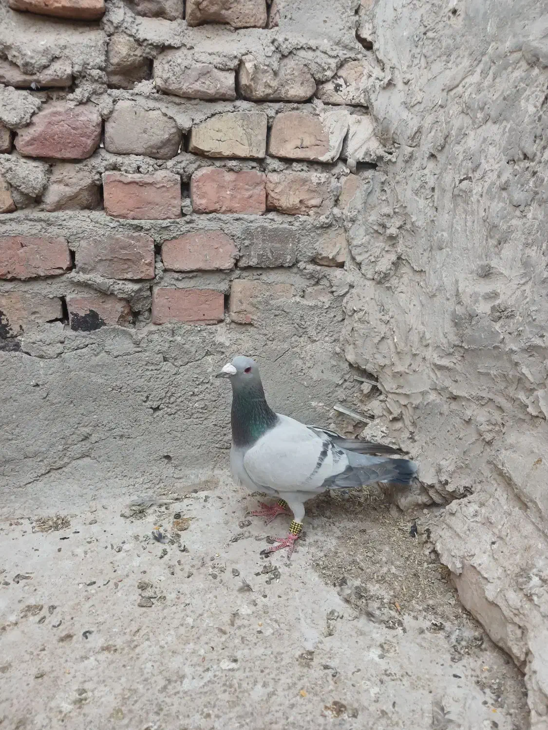 پرنده|پرنده|زاهدان, |دیوار