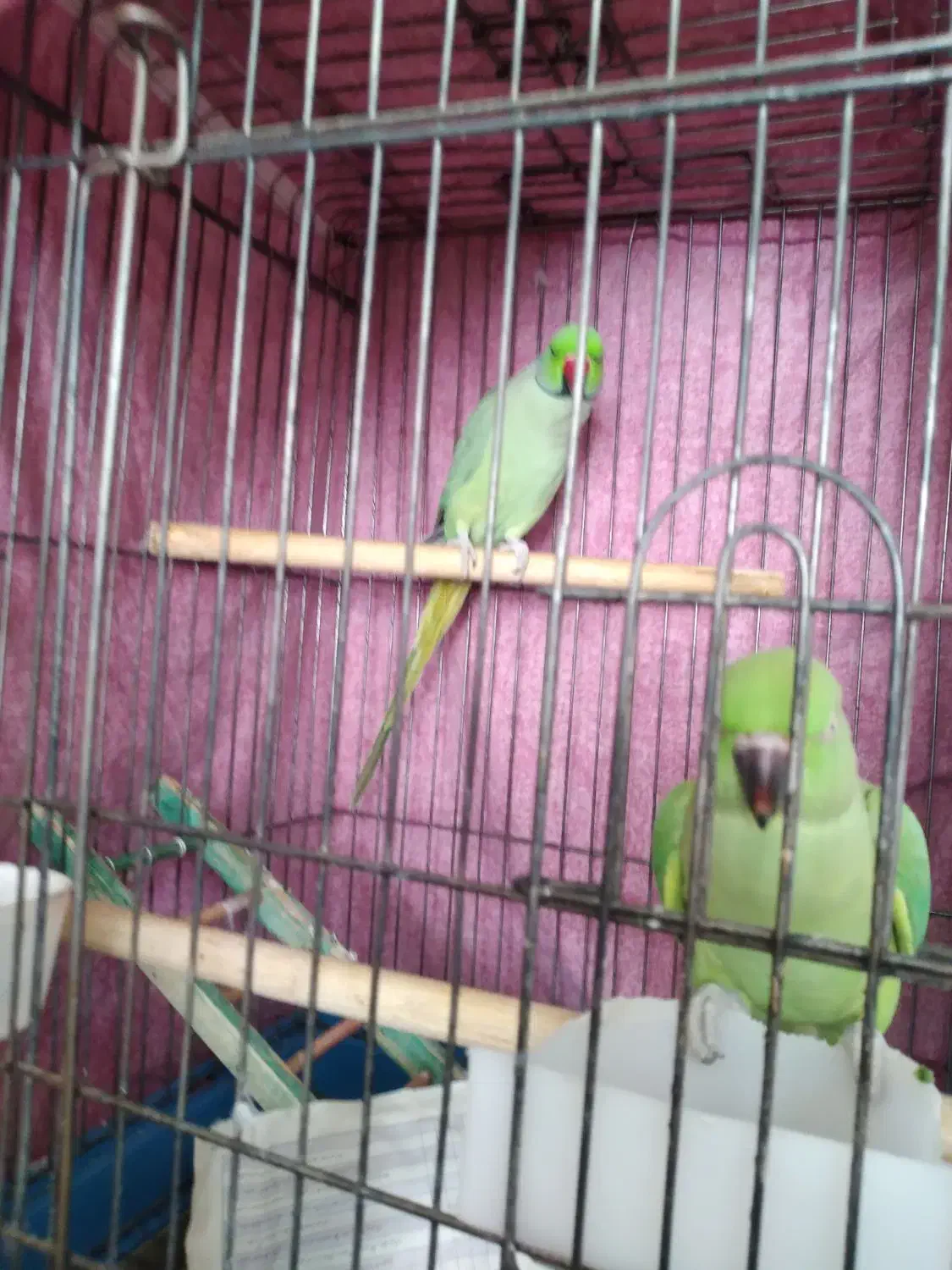 جفت ملنگو مست مست و کوتوله برزیلی مولد|پرنده|تبریز, |دیوار