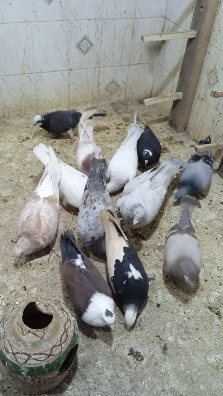 کبوتر پرشی جفت 650|حیوانات|محمدیه-قزوین, |دیوار