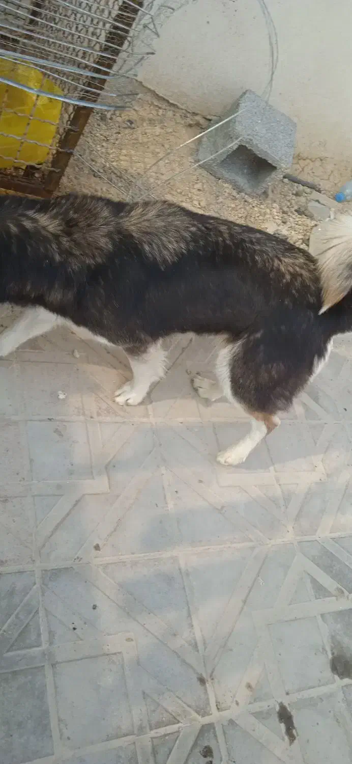 سگ هاسکی|سگ|ایلام, |دیوار