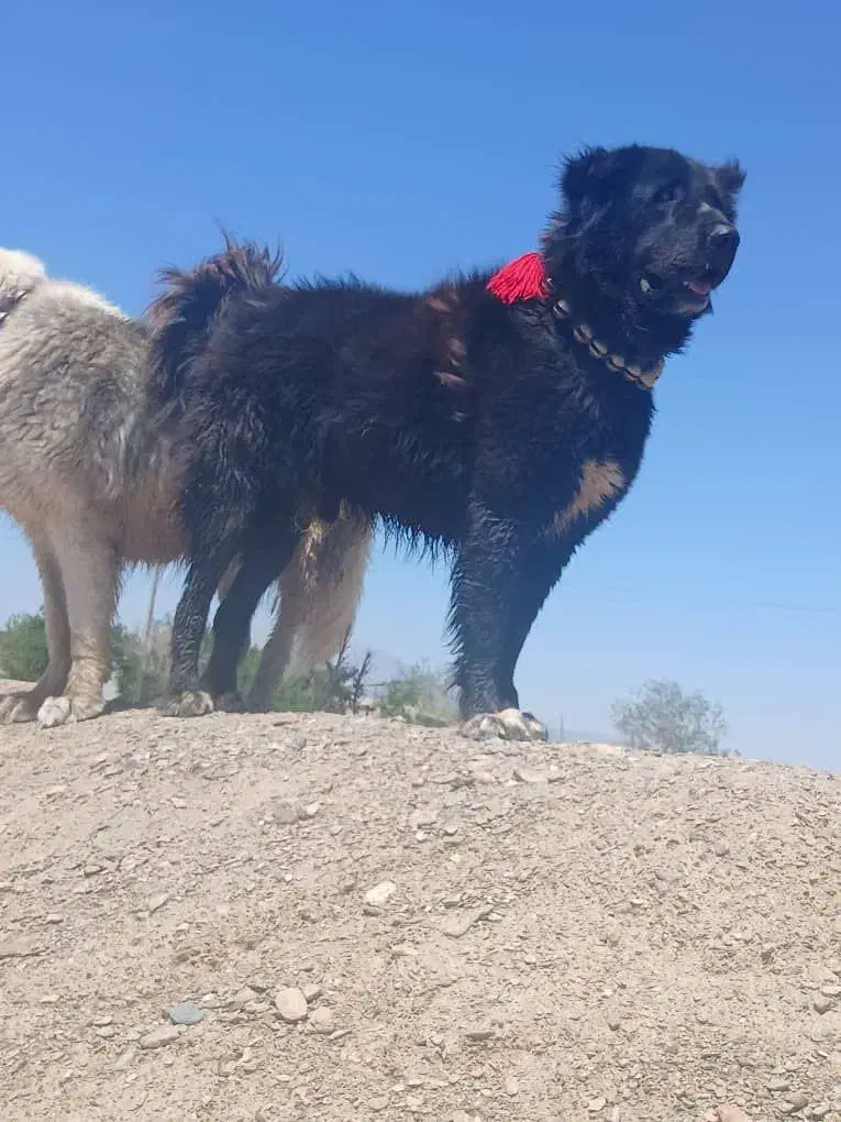 فروش یک قلاده سگ|سگ|لنجان, |دیوار