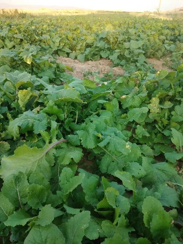 شلغم|خوردنی و آشامیدنی|حمیل, |دیوار