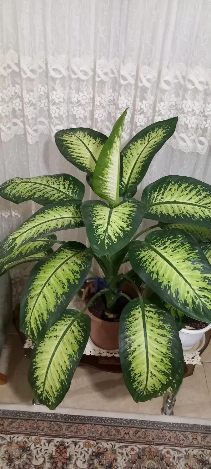 فروش گل دیفن ماخیای بزرگ|گل و گیاه طبیعی|قزوین, |دیوار