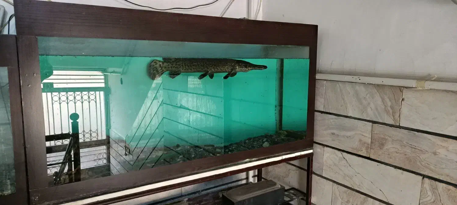 ماهی االیگیتور|ماهی|قزوین, |دیوار