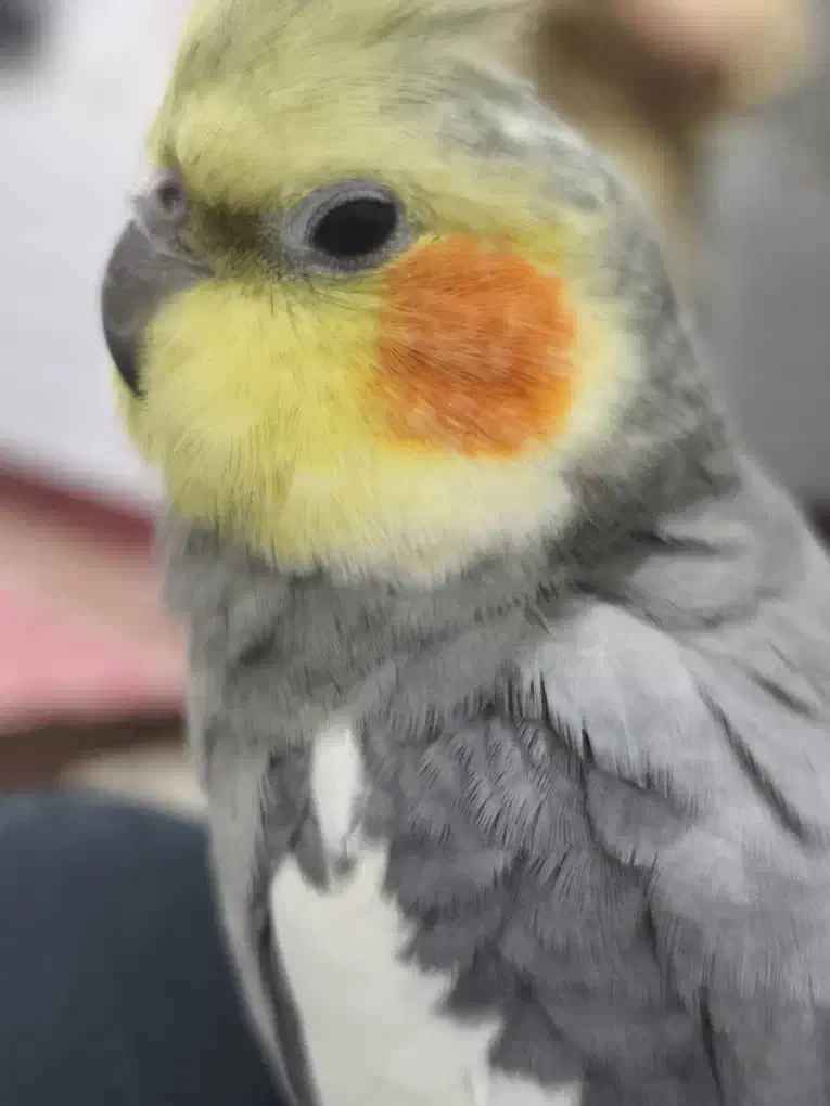 طوطی گمشده|پرنده|بهبهان, |دیوار