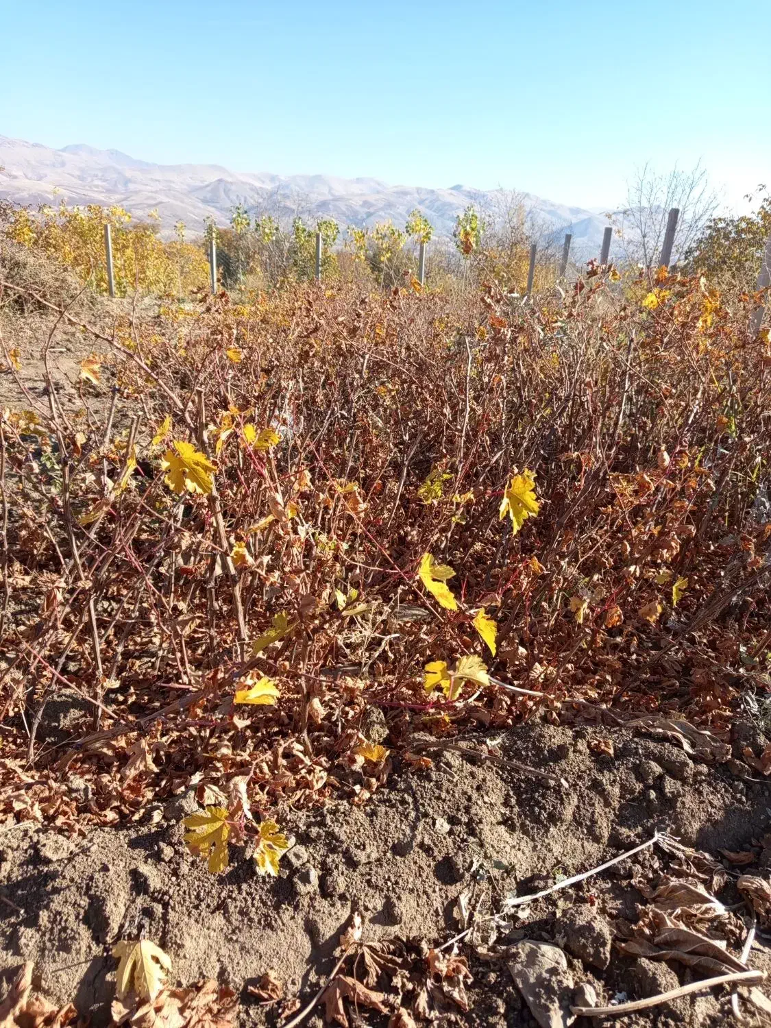 نهال و ریشه انگور سیاه|خدمات باغبانی و درختکاری|کامیاران, |دیوار