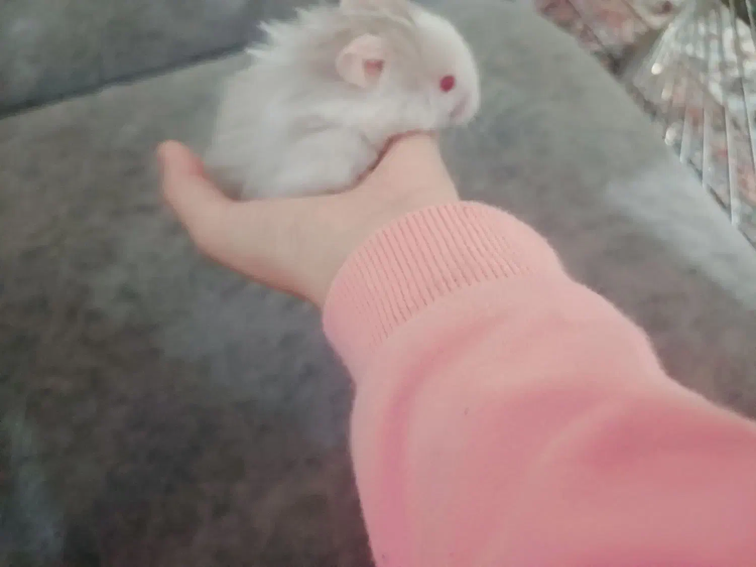 همستر|موش و خرگوش|سنندج, |دیوار