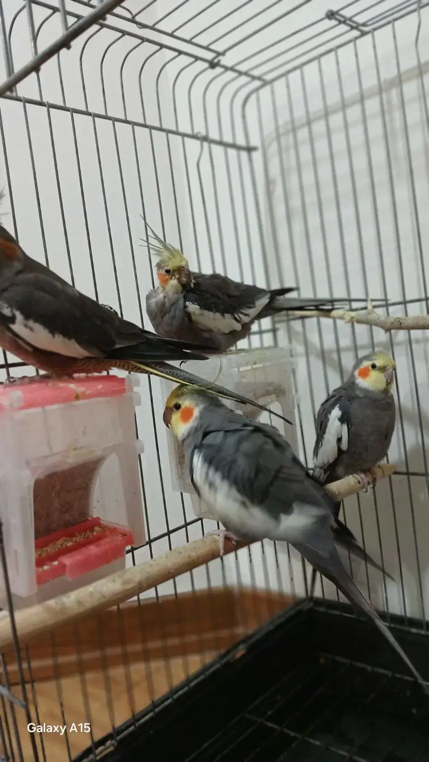 چهار عدد عروس هلندی|پرنده|تهران, شهرک آسمان|دیوار