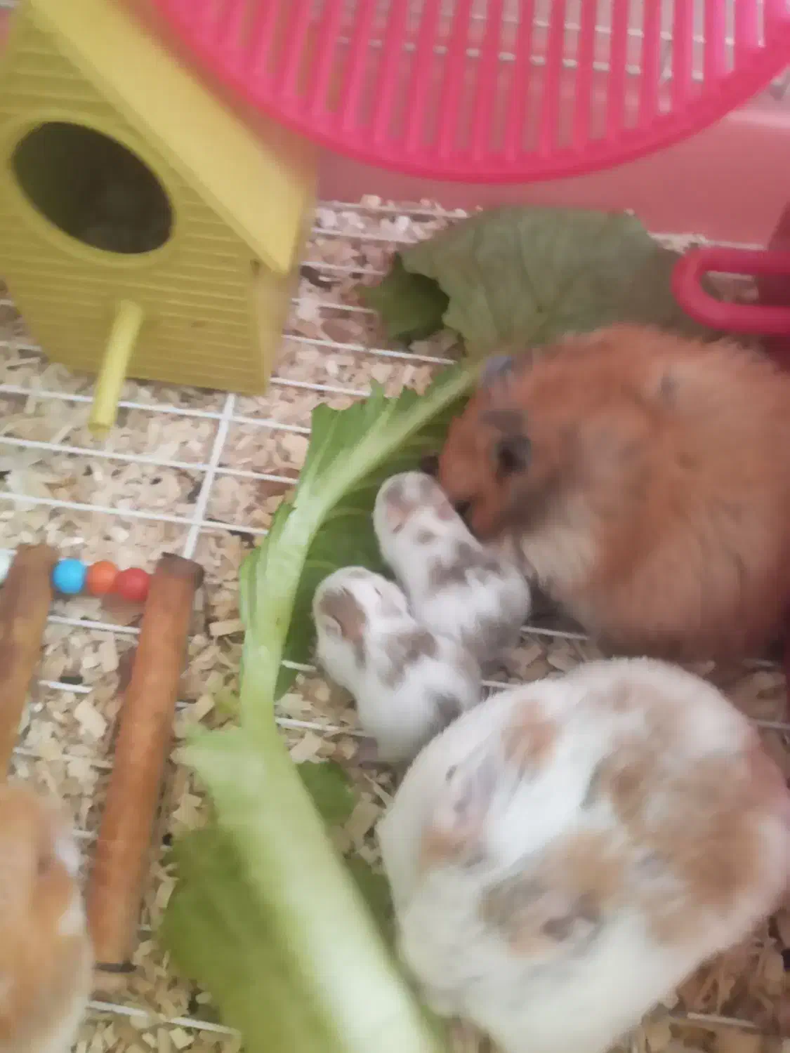 همستر|موش و خرگوش|کرمانشاه, |دیوار