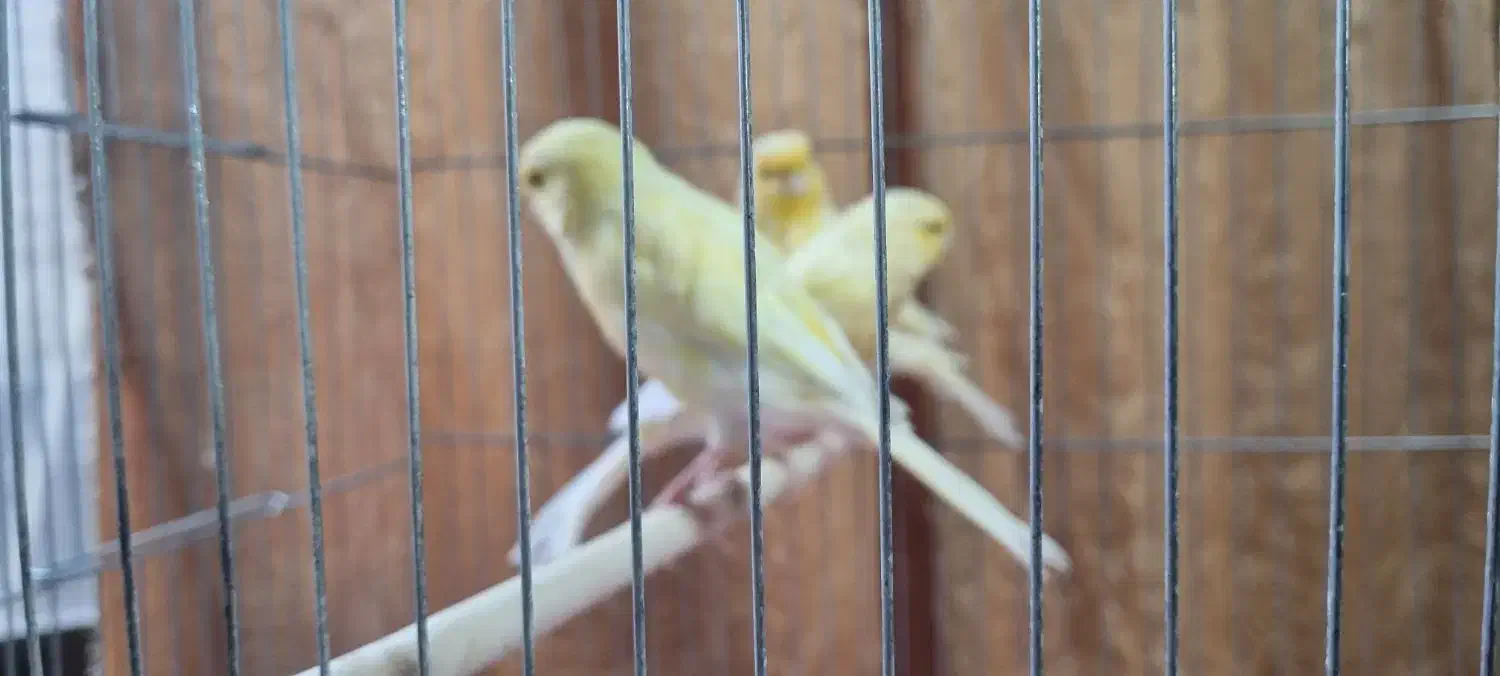 قناری|پرنده|اصفهان, کساره|دیوار