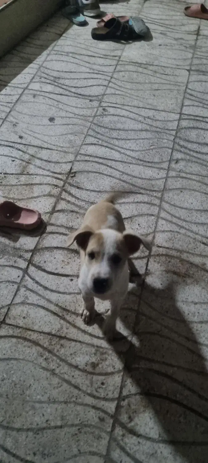 سگ پیتبول|سگ|گنبد کاووس, |دیوار