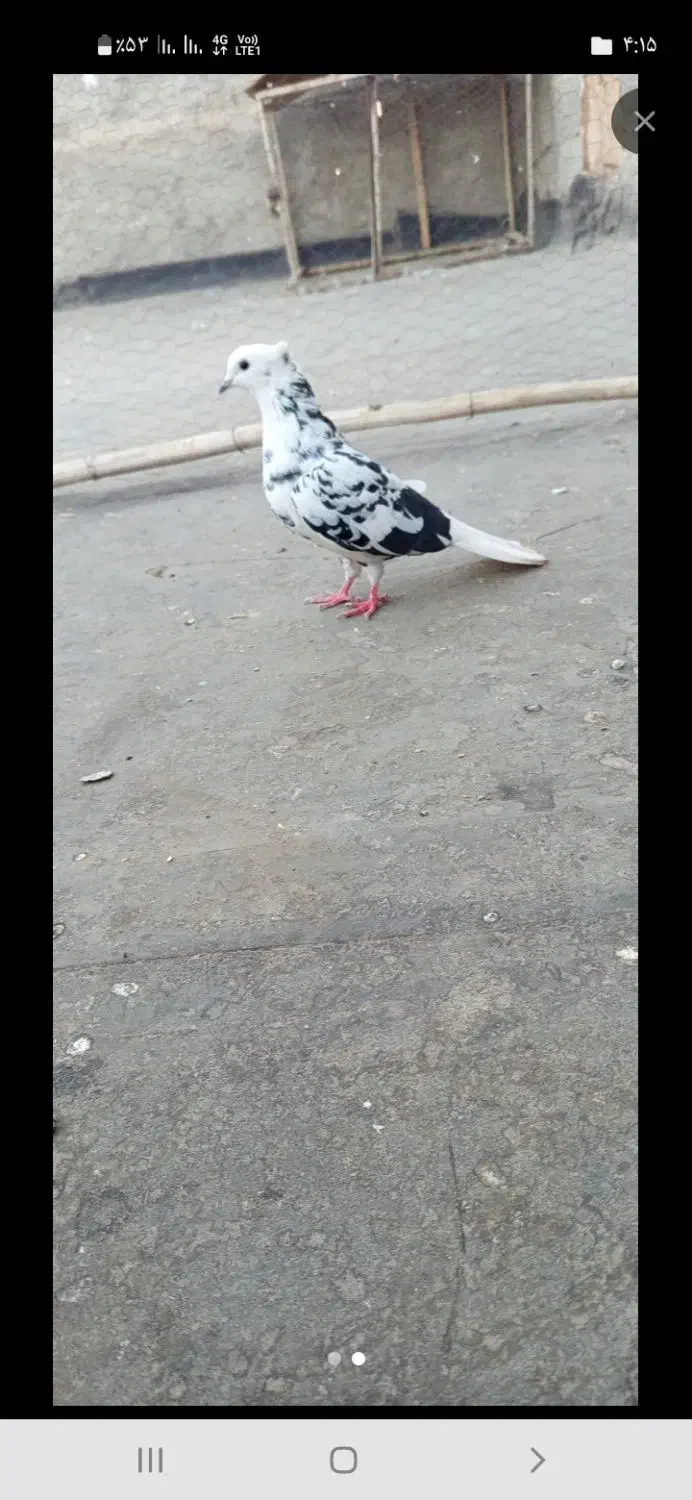 سوسکی دم سفید  کاکلی ماده به شرط تخم جوجه و هوا|پرنده|تربت‌حیدریه, حاجی یار‎|دیوار