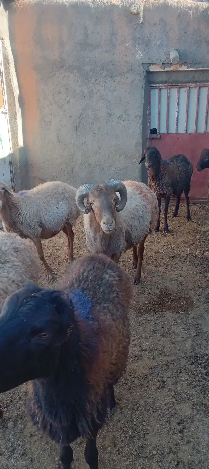 قوچ جوان چهار دندان به شرط برای نگه داری خوبه|حیوانات مزرعه|تربت جام, جامرود|دیوار