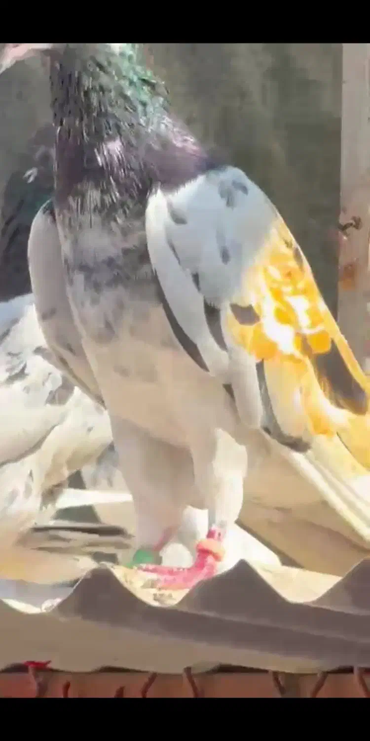 گمشده|پرنده|مسجد سلیمان, |دیوار