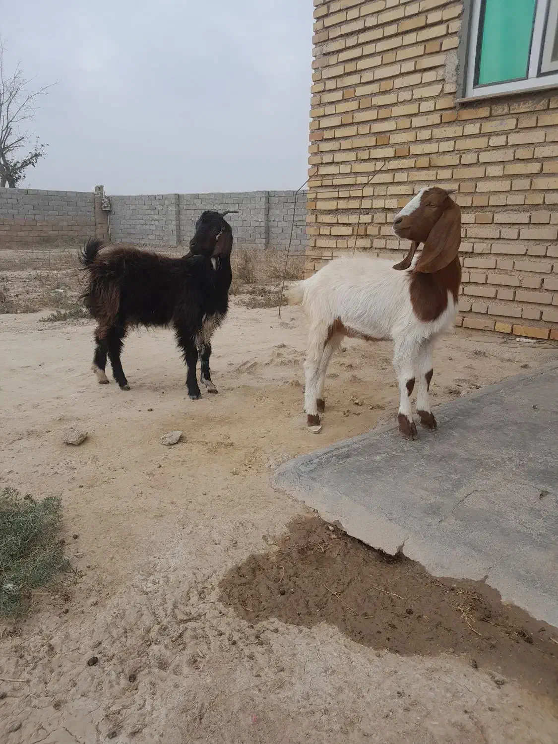 بزغاله ماده|حیوانات مزرعه|گنبد کاووس, |دیوار