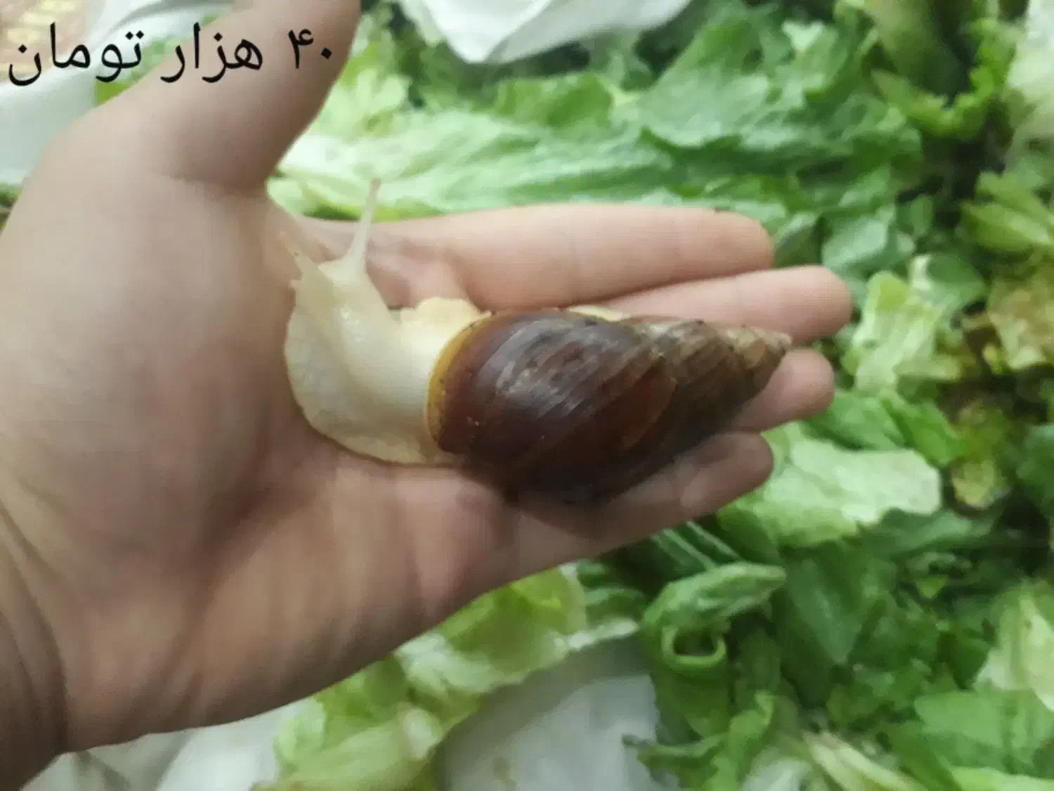 حلزون البینو|خزنده|تهران, دربند|دیوار