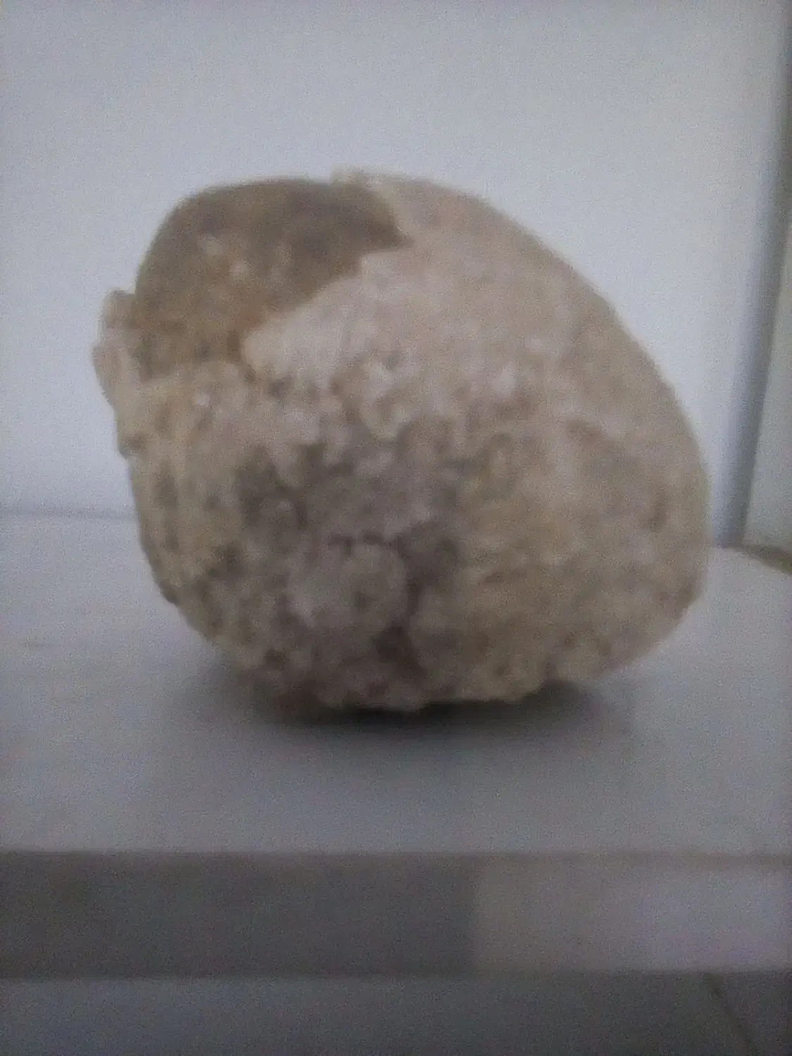 سنگ  فسیل|جواهرات|پرند, فاز ۴|دیوار