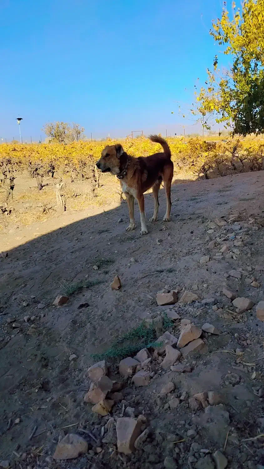 واگذاری سگ|سگ|بردسکن, |دیوار