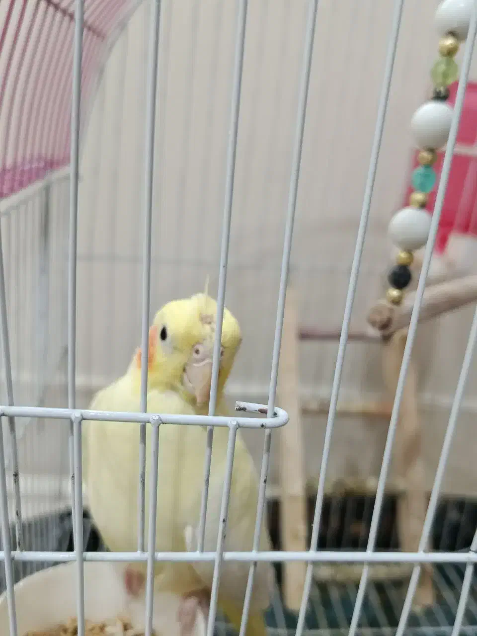 عروس هلندی|پرنده|تهران, تهرانپارس شرقی|دیوار