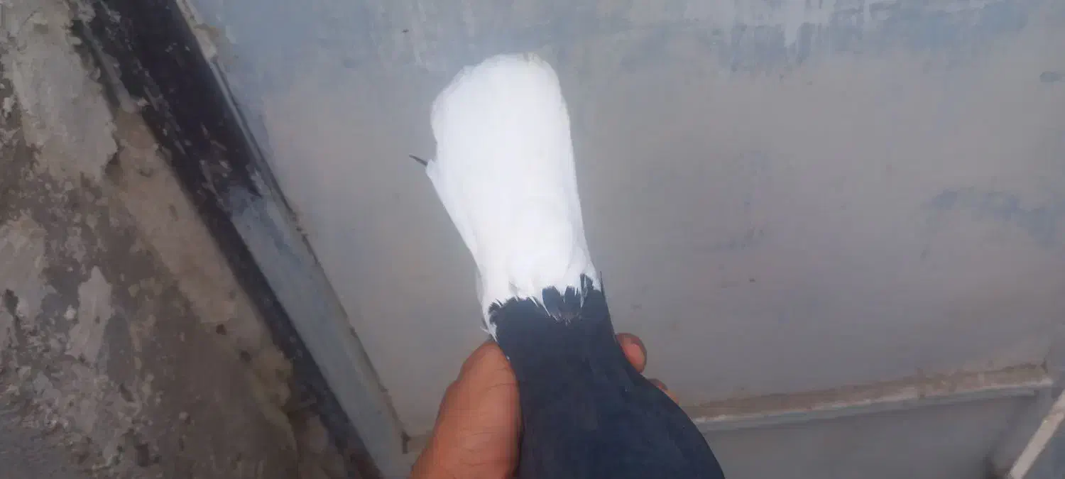 دم سفید|پرنده|خرمشهر, |دیوار