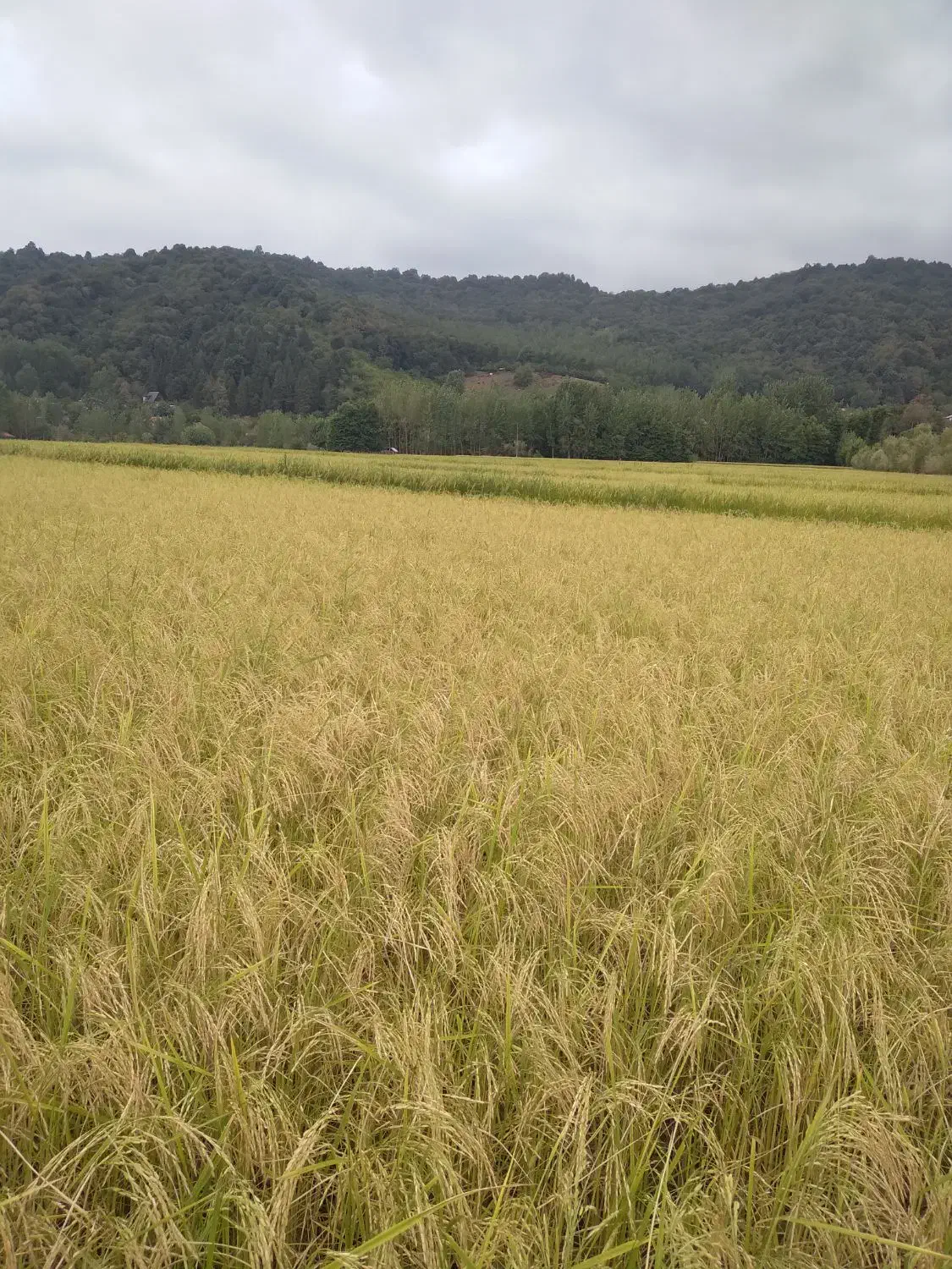 انجام امور بانکی|خدمات مالی، حسابداری، بیمه|رشت, دخانیات|دیوار