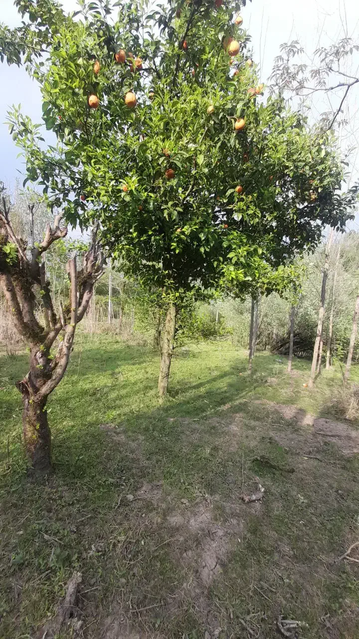 زمینی مسکونی فروشی در روستای گنجار|فروش زمین و ملک کلنگی|احمدسرگوراب, |دیوار