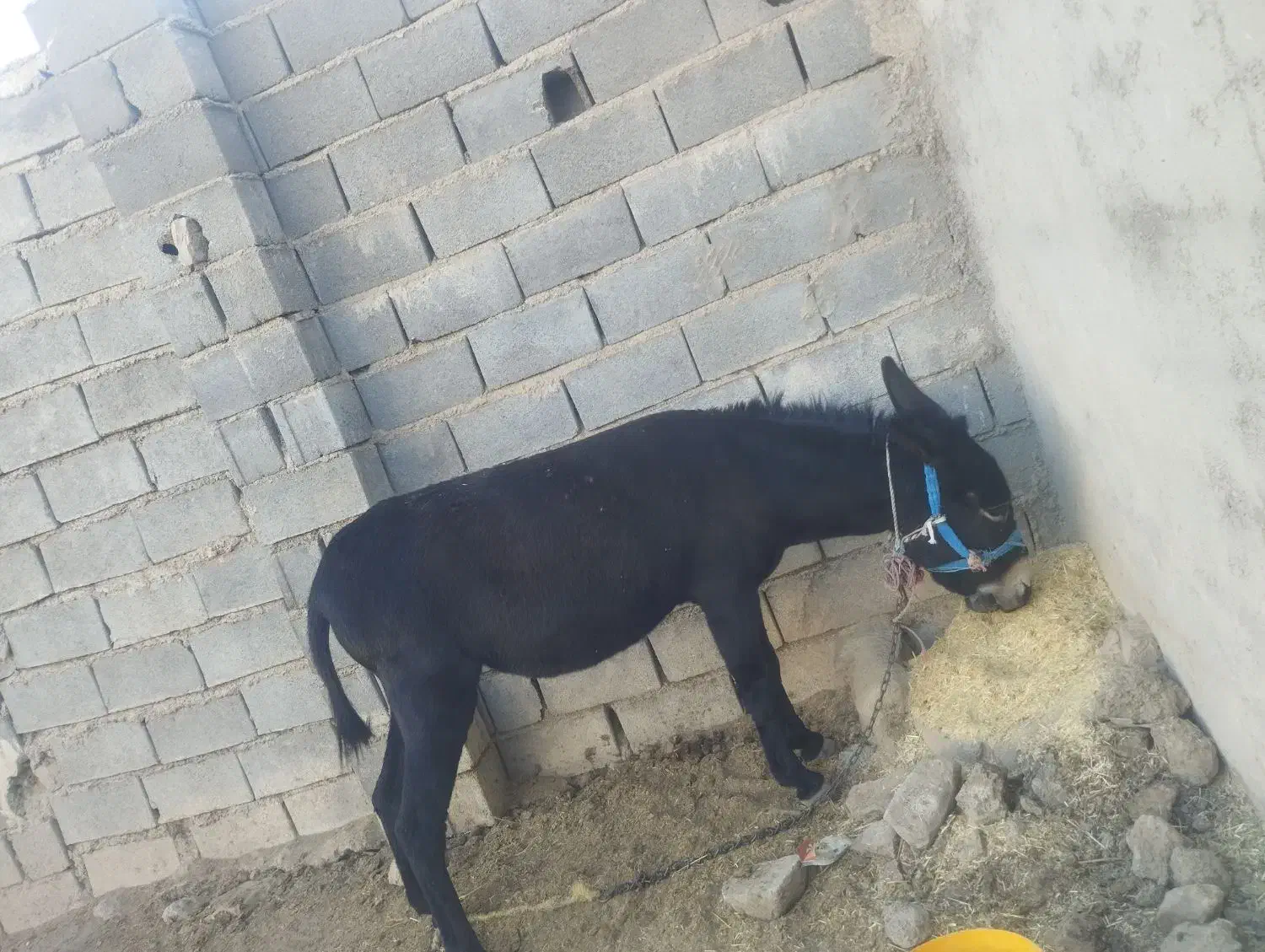 الاغ|حیوانات مزرعه|شیروان (خراسان), |دیوار