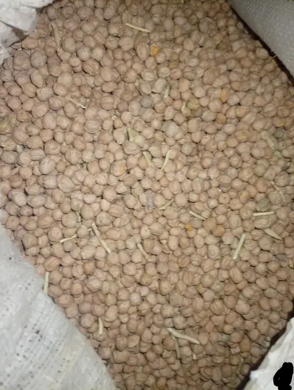 نخود درجه یک|خوردنی و آشامیدنی|فیروزآباد (لرستان), |دیوار