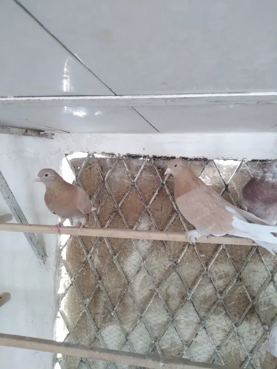 کفتر پرشی درجه یک خوش رنگ|پرنده|قم, باغ اشرافی|دیوار