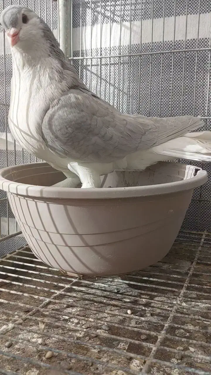 کبوتر زینتی تزئینی لاهوری الماسی|پرنده|اصفهان, سرشبادران|دیوار