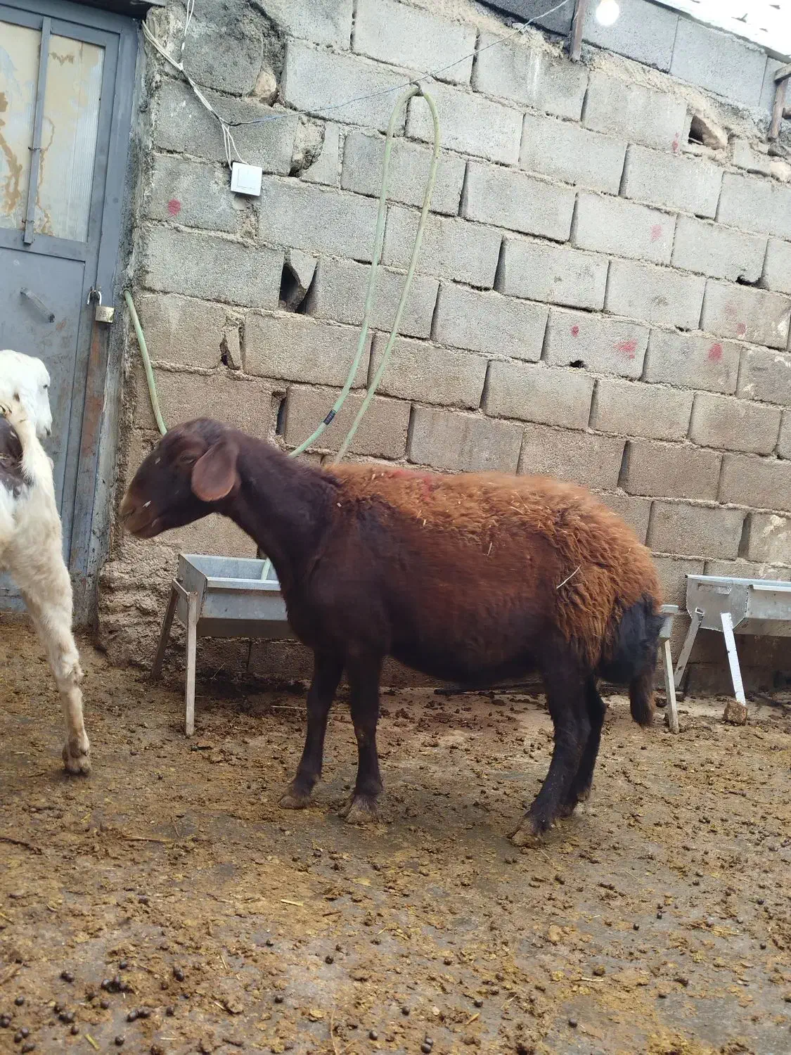 بز شیری گوش دراز و میش ابستن|حیوانات مزرعه|ایجرود, |دیوار