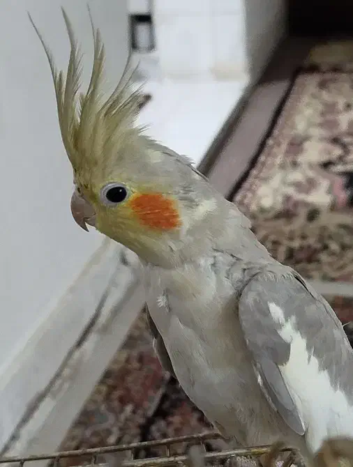 عروس هلندی آهویی|پرنده|الوند, |دیوار