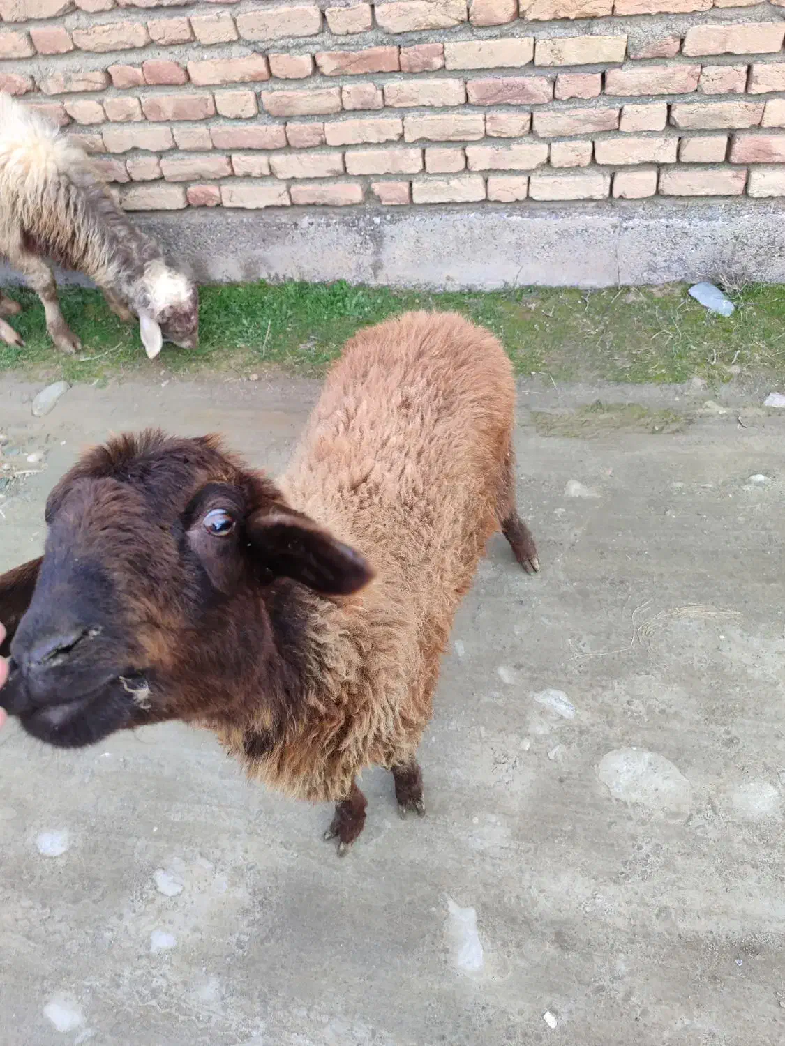 بره ماده|حیوانات مزرعه|سیمین شهر, |دیوار