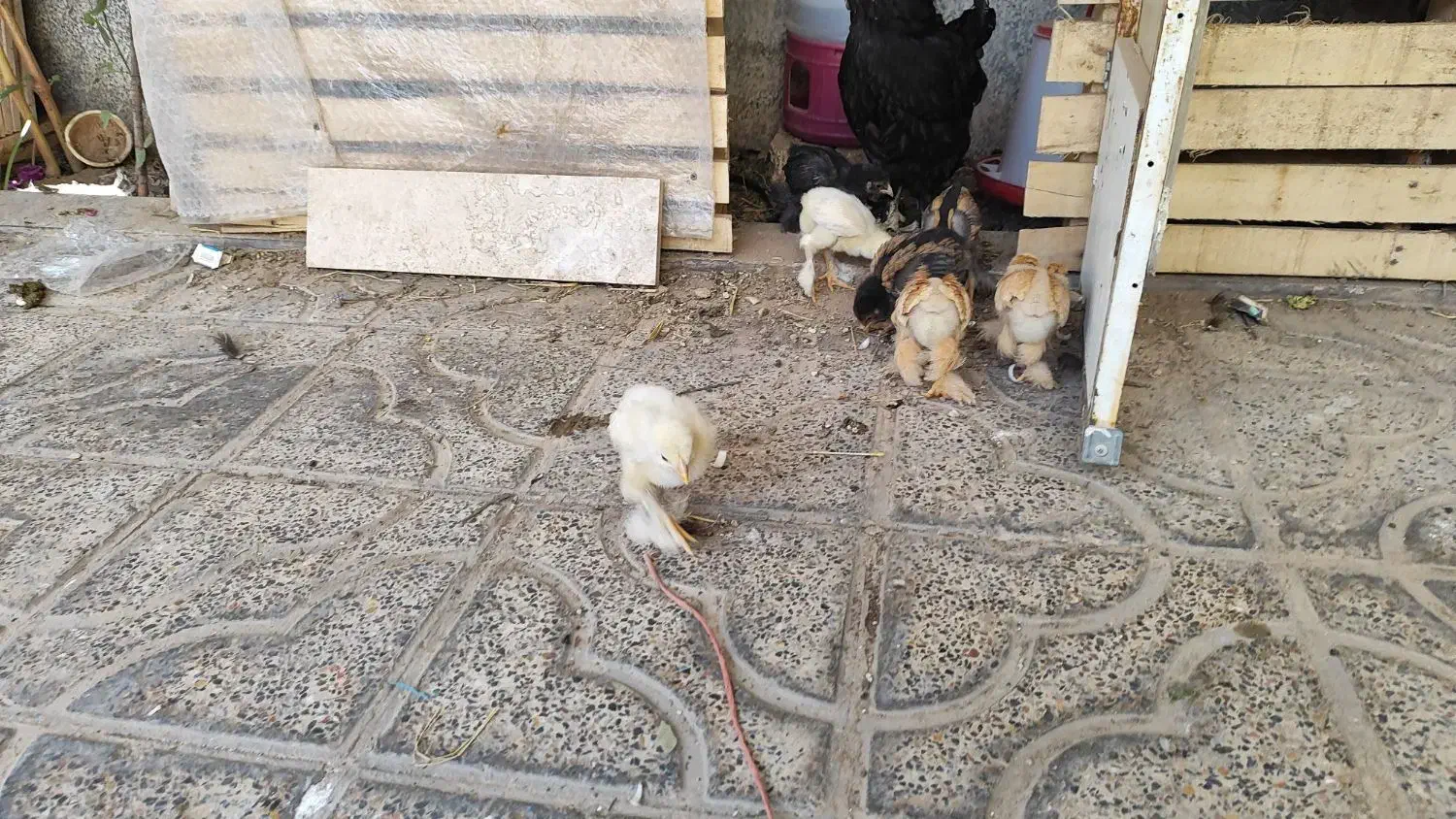 جوجه برهما|حیوانات مزرعه|شیراز, شهرک ترکان|دیوار